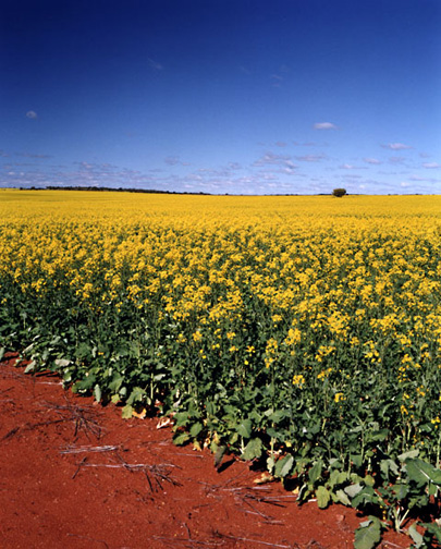 Field of Rape Seed