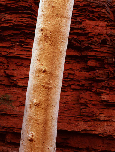 In Dales Gorge