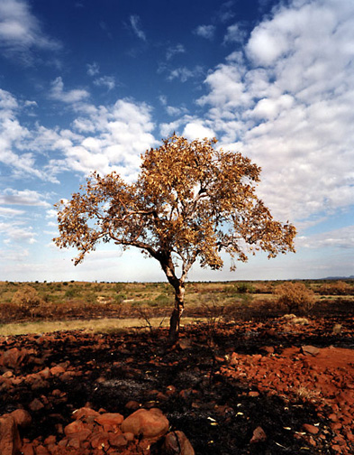 Outback Acacia