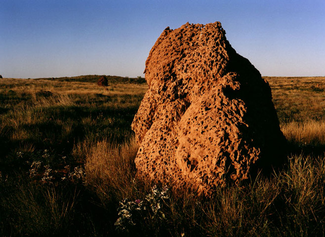 Termite mound