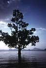 Thai Tree